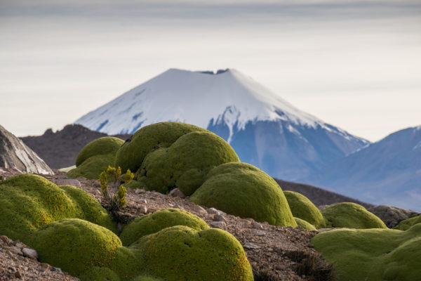 Parinacota - Sajama - Bolivia - Hugo Loayza - Paxsi